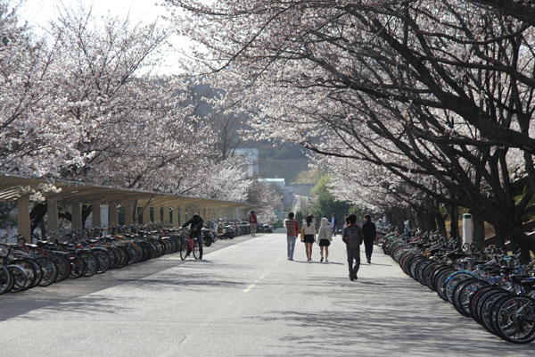 Cherry blossoms are in full bloom in KAIST | Hyunjin Park