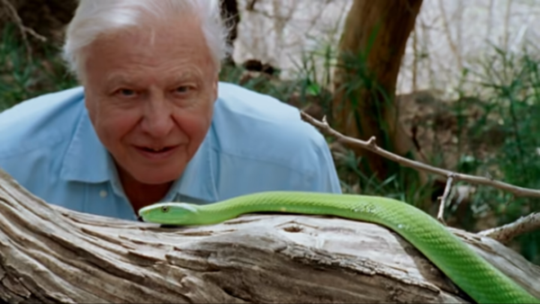 Sir David Attenborough has spent his entire career observing nature. In A Life on Our Planet, he tells us how to save it