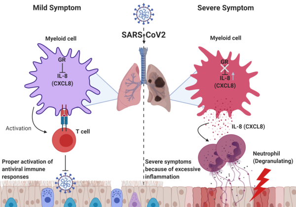 The research found differences in the immune responses of patients with mild and severe symptoms of COVID-19