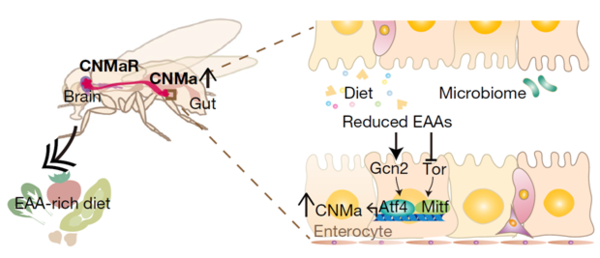 Overview of CNMa interaction in the gut and brain of fruit flies