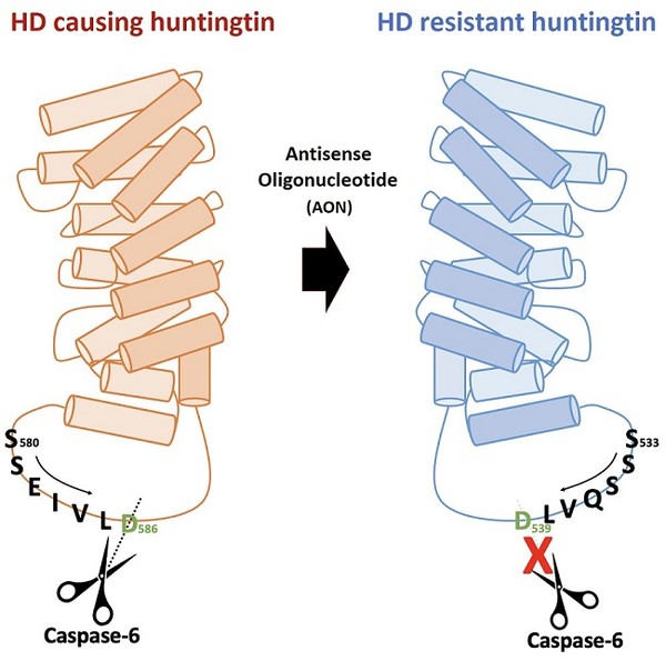 Antisense oligonucleotide (AON) is used to obtain huntingtin protein that is resistant to Huntington's disease while maintaining normal function. [Credit_ KAIST PR Office]