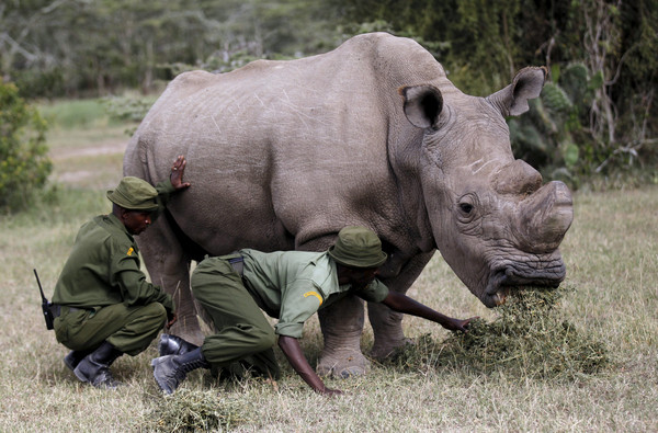 Sudan, the last male northern white rhino, died in 2018